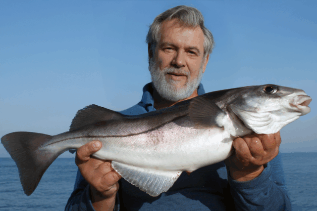 https://norwayfishingsmola.com/wp-content/uploads/2025/06/haddock-640x427.png