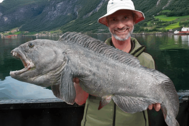 https://norwayfishingsmola.com/wp-content/uploads/2025/06/wolffish-640x427.png